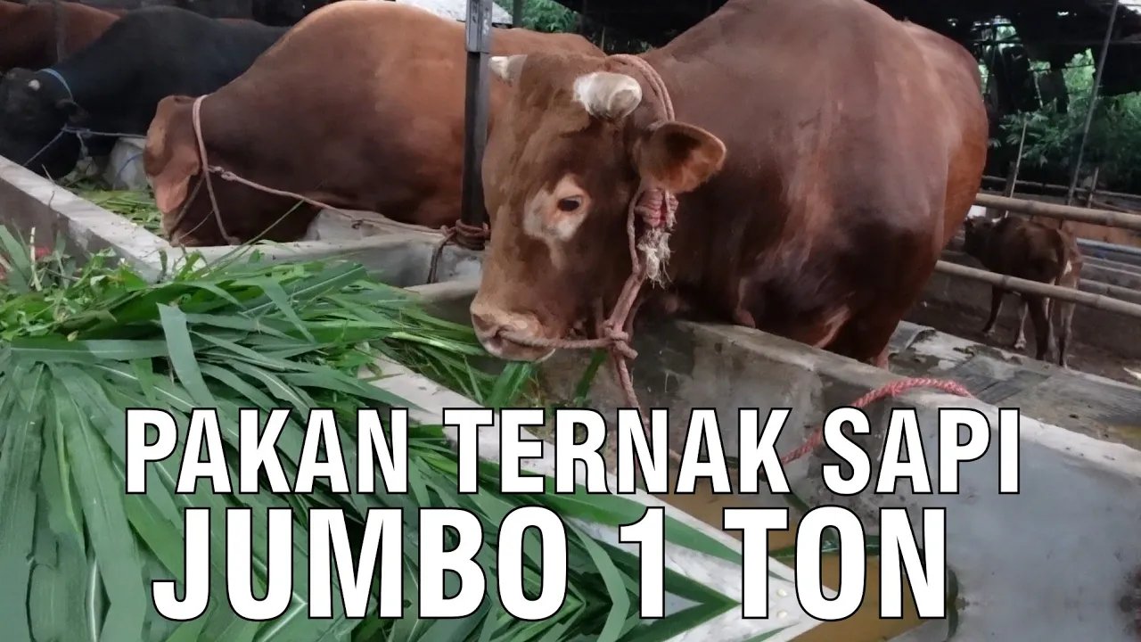 
                                 Pakan-Super-Sapi-Jumbo-1-Ton-Up